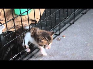 Kitten escaping cage