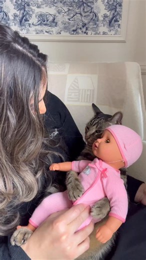 357K views · 34K reactions | It’s Chase’s baby now  | Dontstopmeowing | Facebook