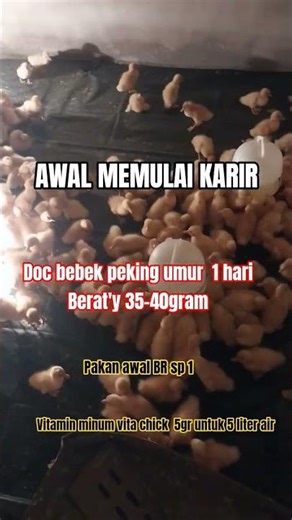 doc bebek peking umur 1hari