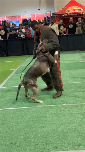 XL BULLY BITE WORK DEMO