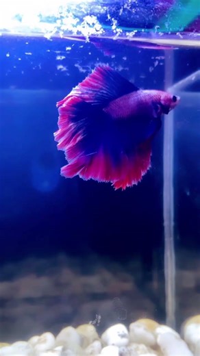 Can my beta fish get a million likes? #viral #trending #fyp #trendingshorts #viralvideo