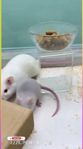 Lab Cam Captures Unbelievable Mouse Teamwork 🐭❤️ Real Footage