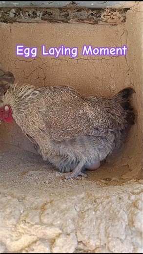 The Exact Moment My Hen Lays an Egg 🥚