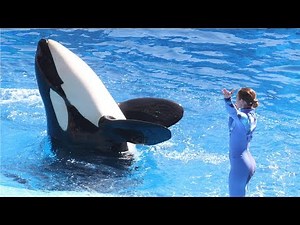 SeaWorld: Killer whale shows controversy and more - Compilation