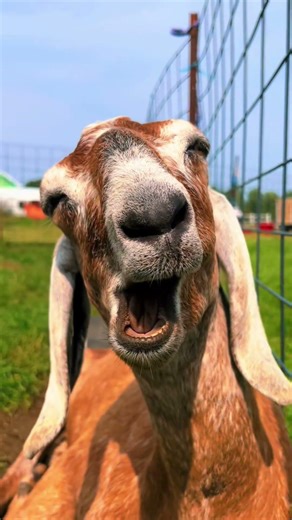 5 Hilarious Goat Moments That Will Make You Laugh Instantly 😂🐐#funnygoats