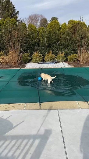 Well friends…I was ease dropping on mother as she was talking about my pool and she said that the cover is sturdy enough that it could hold an elephant. Well I ain’t no elephant but if it can hold that much weight then say no more!! Mother was not very happy with me when she turned around and saw this….#ohwell #lab #dog #pool #dogs #doggo #lablove #instalab #fblifestyle #dogmom #talesoflab #reels #fyp #bestfriend #swimming | Dozer
