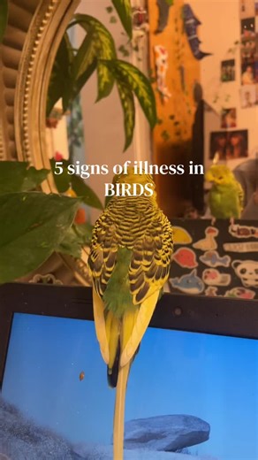 These are all things I noticed when my bird was sick. It’s also very important to familiarize yourself with your birds body language so you can quickly identify when something is wrong! #birdsoftiktok #parrotsoftiktok #skyandrioskingdom #foryoupage #properpetcare