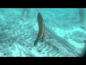 니모를 찾아서 Finding Nemo