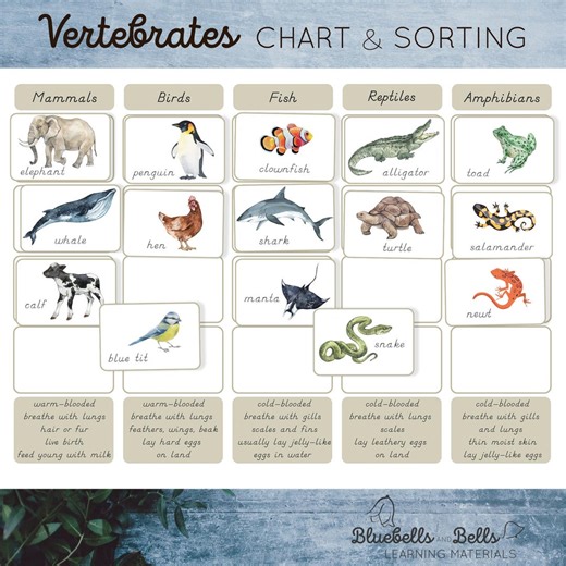 Classification of Animals Vertebrates. Chart and Worksheet for Sorting. - Etsy
