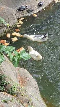 Relaxing Duck ASMR by the Lake | 4K Nature
