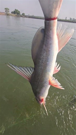 Tie the big hornfish with a rope and take it out #fishhunting2 #fishing