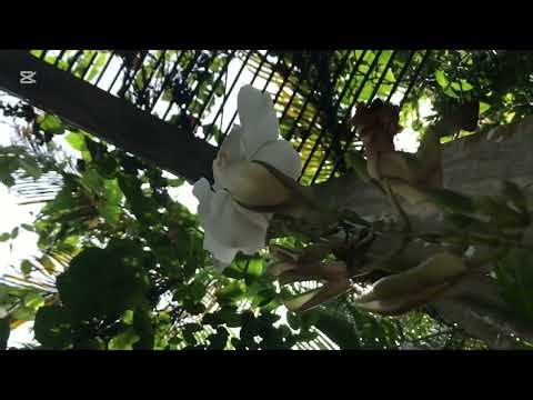 How many animals and birds are there in the Sri Lankan ZOO? #zoo #vlogs #birds #fish #animals