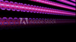 Unique background formed from video of real neon and led light. Pink, purple, violet coloured horozontal neon light background with black space for text and logo. Includes perspective and movement.