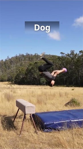 If animals did Parkour 😂 Part 1