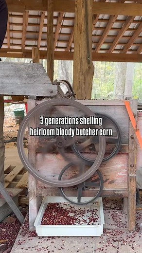 3 generations shelling our heirloom bloody butcher corn with a 100 year old sheller. Stay tuned for our fresh cornmeal coming soon! | Sequatchie Cove Farm