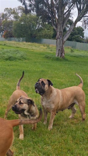Centurions: Part III – Scouting for Danger.🐕😊👍💥 In the iron shadow of the Roman legions rises the Legio Canes – unbreakable war hounds of Rome. Massive Molossian mastiffs and their mighty descendants, the Boerboels, prowl ahead of the cohorts. Noses low, muscles coiled, eyes ablaze with ancestral fury – these four-legged centurions are the empire’s silent vanguard. No trumpet sounds their advance. No aquila soars above. Yet when these titans of the frontier scent ambush in Germania’s mists o