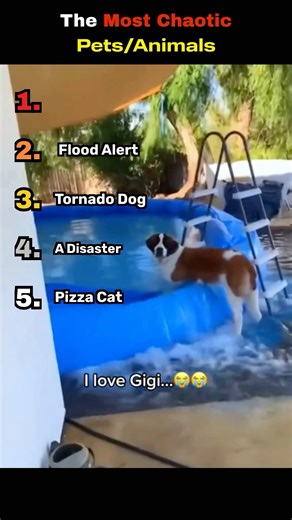 These Animals Are Actually Out Of Control 😅