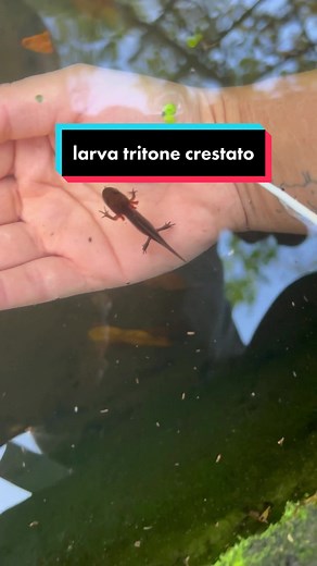 Larva Tritone Crestato - Avvistamento dell'Adulto