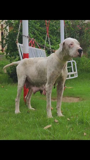 #foryoupage #🔥Uzi ki History🔥