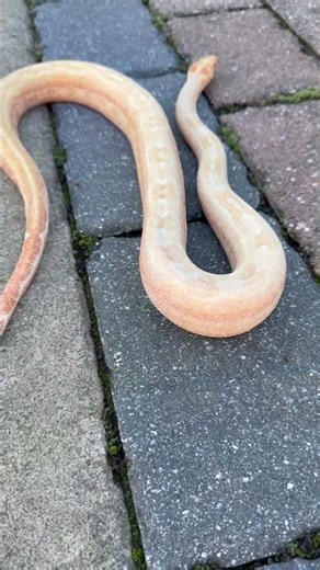 Sunglow Leopard Boa #snake #reptiles #pets