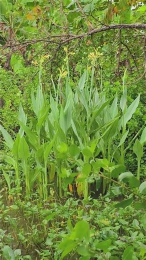 heavy rain has been pouring down on Java Island this week#heavyrain#shorts