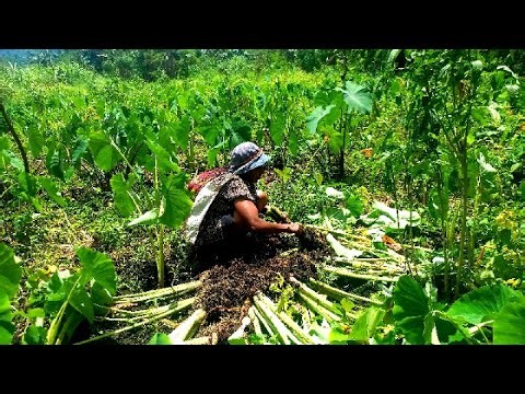 Off the Beaten Path 🇵🇬 | Experiencing Real Village Life, Survival & Farming in PNG