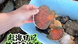 海边赶海，发现巴掌一样大的扇贝， 直接户外烧烤搞起