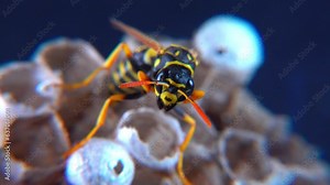 The European paper wasp (Polistes dominula), wasp guarding larvae on her little paper nest