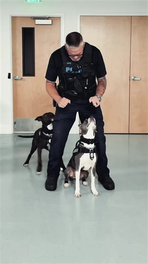 Amazing Pitbull Police Dogs Showcase Their Skills