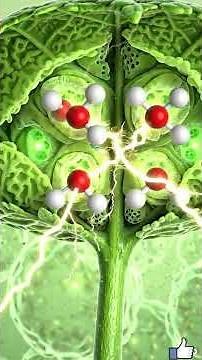 How Plants Make Food Using Sunlight 🌱 | Photosynthesis Animation