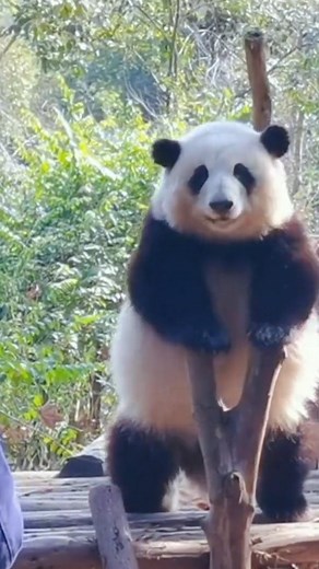 3.4K views · 249 reactions | As one of the top beloved pandas in...