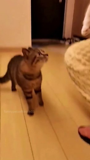 Understanding Jealousy Behavior in Cats