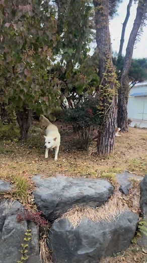 The Wild Dogs Vlog ep4 Part 1 | The Wild Dogs