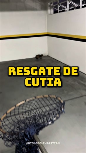 Os vídeos de biologo.christian (@biologo.christian) com som original - biologo.christian