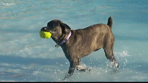 These St. Louis area pools are hosting dog swims this summer