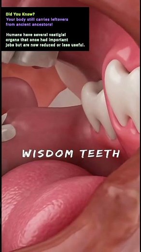 ‎Vestigial Organs in Humans