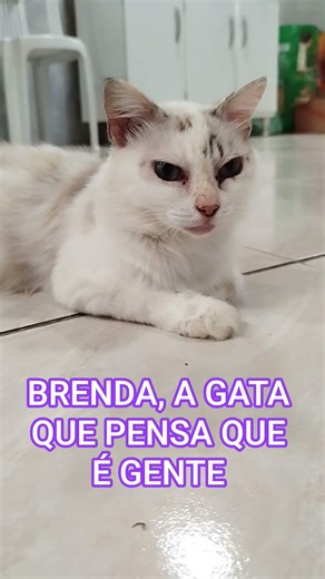 Ela disse ao boy que não quer nem saber de alta do preço do cacau: ela quer chocolate e pronto