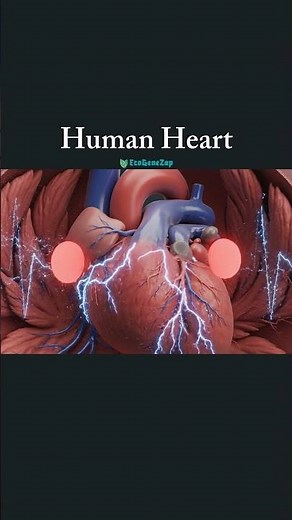 How Heartbeat Sound Is Created? | Lub Dub Explained | Human Heart Science Animation