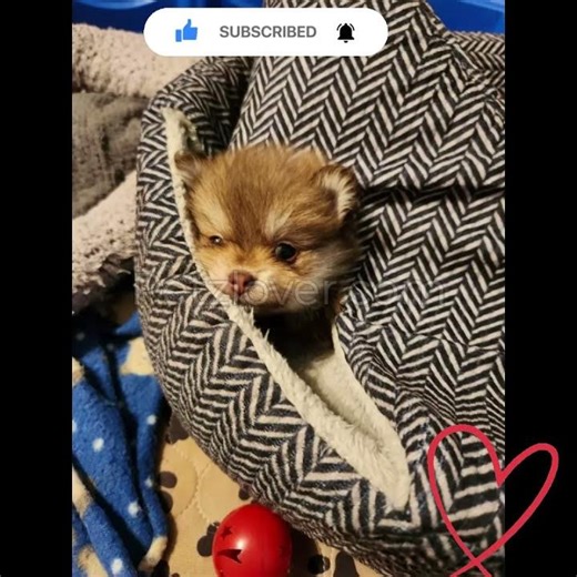 Bentley – Adorable Male Pomeranian Puppy! ✨🐶