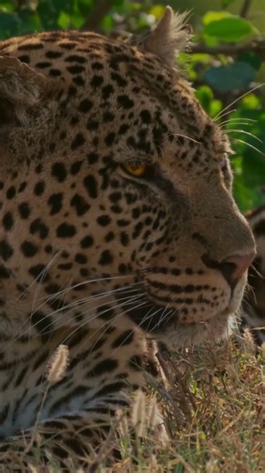 Jaguars Bite Through Turtle Shells