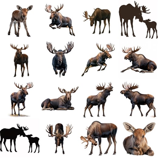 Moose Clipart Bundle 28 PNG Realistic Bull Moose Sublimation Forest Wildlife Print Cow and Calf Silhouette Digital Download Files - Etsy Canada
