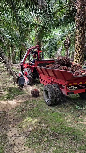 Amazing Palm Fruit Harvesting Machine!