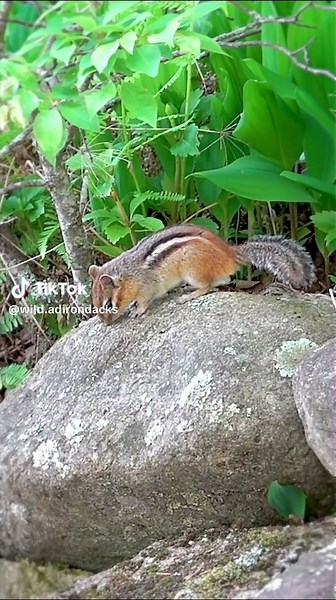Eastern Chipmunks spend the night asleep in their burrow and are up at dawn to spend most of the day foraging. Most of the chipmunk's foraging (as this animal is demonstrating) is done on the ground, with the animal stopping periodically to listen and watch for predators. Eastern Chipmunk, Heaven Hill, Essex County, NY (3 June 2025). #easternchipmunk #adirondackmammals #adirondackwildlife #chipmunks #AdirondackRodents #springwatchadirondacks #adirondackwildlife #Adirondacks #outdoors #Adirondack