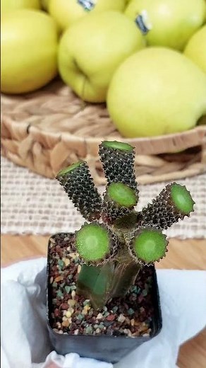 How to Clone a Cactus (Most Growers Don’t Know This Method).