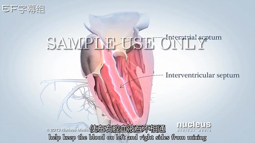 Heart Anatomy 心脏解剖学【EF字幕组】