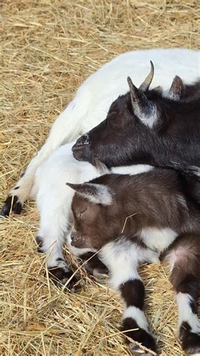 Série vidéo souvenir en attendant les naissances 2026 🩷 Je fonds d'amour 😍 Il n’y a rien de plus apaisant qu’une maman chèvre qui veille sur son petit ❤️ Rose s’est endormie blottie contre son bébé… un instant suspendu, tout en douceur. 🐐 Ici, la vie suit le rythme des chèvres… et on ne s’en lasse jamais. Vivement les naissances des chevreaux cette année j'ai hâte! 📍 Les Minis Cabris du Moulin de Jouet - Élevage de chèvres miniatures dans le Tarn-et-Garonne | Les Minis Cabris du Moulin De Jo