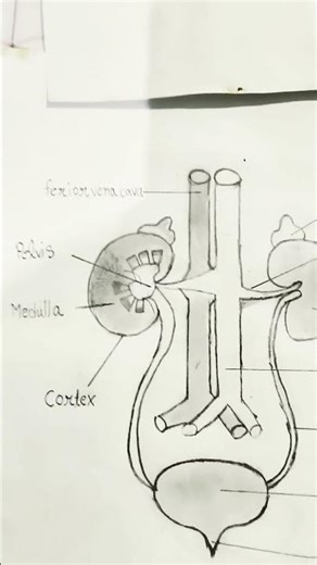 biology made easy: #human excretory system