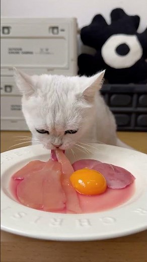 Record cat's daily life The most enthusiastic cat for eating A carefree little kitten Meow meow