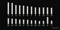 Human chromosomes - animation