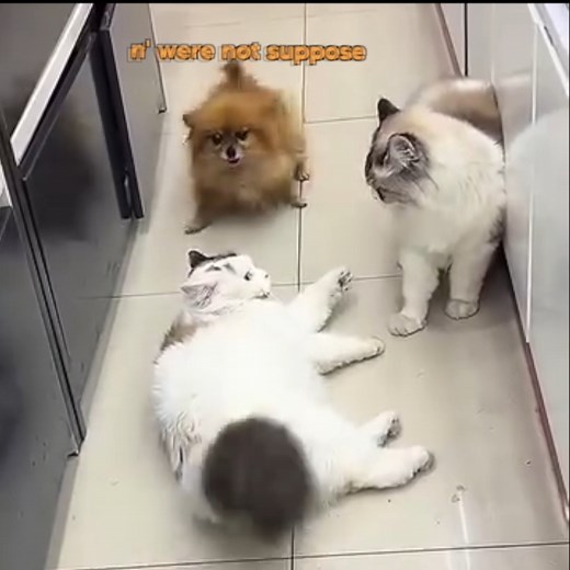 2 cats 1 dog (source vid from @jafufsx) #klrproductions #voiceover #animalvoiceover #funny #animals | KLR Productions